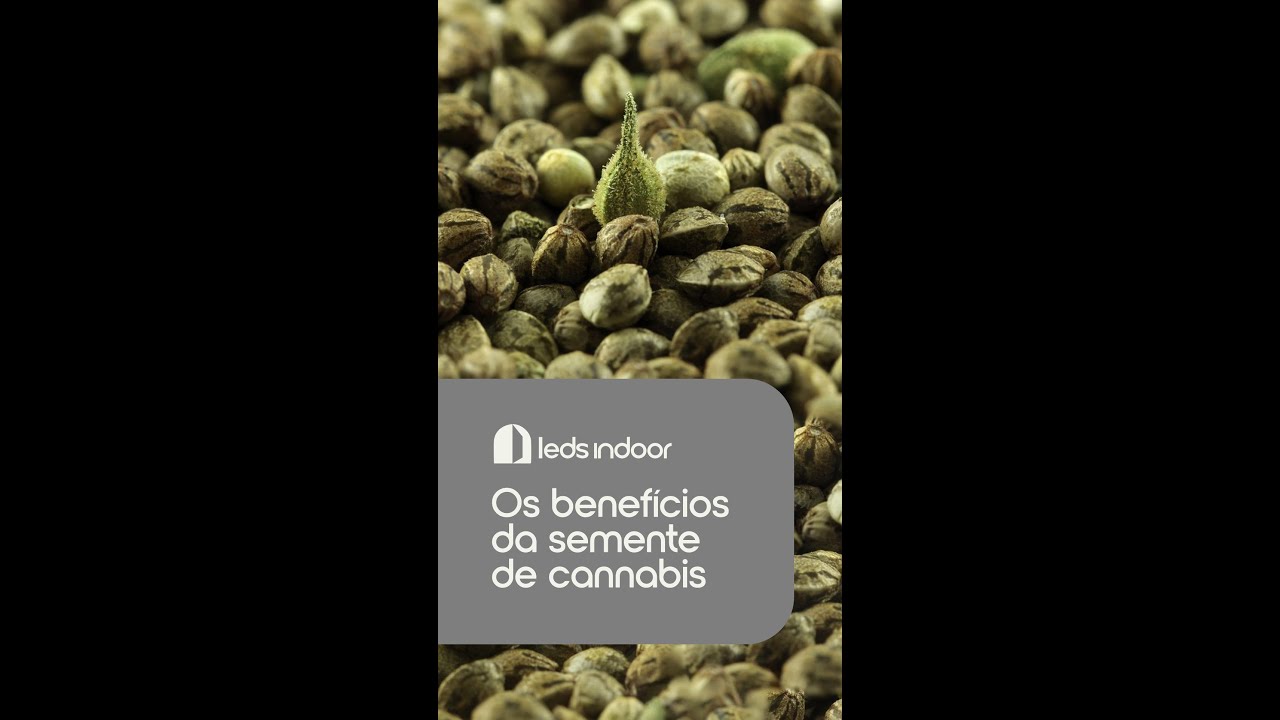 Os benefícios da semente de cannabis | 