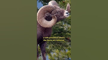 Animals That Can Die From Their Own Horns #shorts