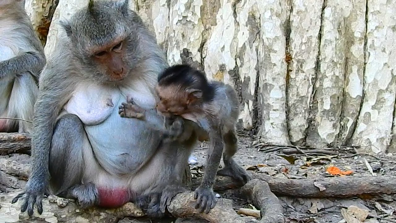 [I DON’T BELIEVE MUMMY IS DRY MILK] JADE SAID NO NO...MUM TALKING TO JINX WHO TRYING TO REQUEST MILK