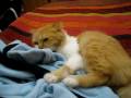 Гоша и одеяло (cat and blanket) - sexy times!