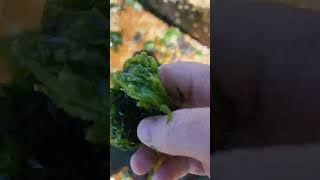 Making up a luderick salad