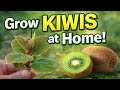 Grow Kiwis at Home with Just 3 Plants! Female, male and hybrid!