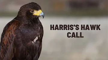 Harris's Hawk Call - Harris's Hawk Sound - Harris's Hawk Song - Harris's Hawk Scream - Screech-Voice