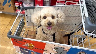 特等席でお買い物を楽しむ大きいトイプードル【デカプー】【トイプードルのロアくん】【toy poodle】