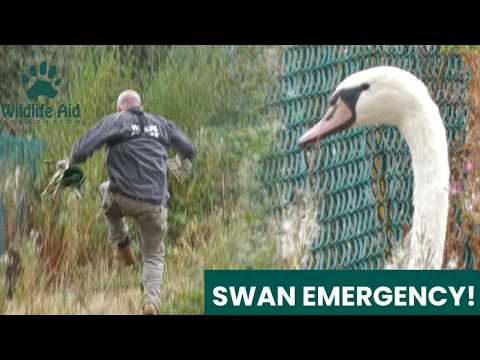 Swan CRASH-LANDED Into Brambles & Got TRAPPED!| He Couldn't Get Out!