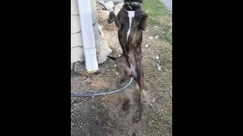 bath 🐶💧#grok #ai #dogvideos #puppy #puppylife #shorts #funny #adorable #dog #kawaii #doglove