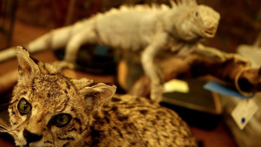 Deyrolle, paradis de la curiosité