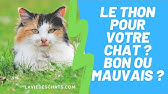Le Quart D Heure De Folie De Votre Chat Qui Court Partout Youtube