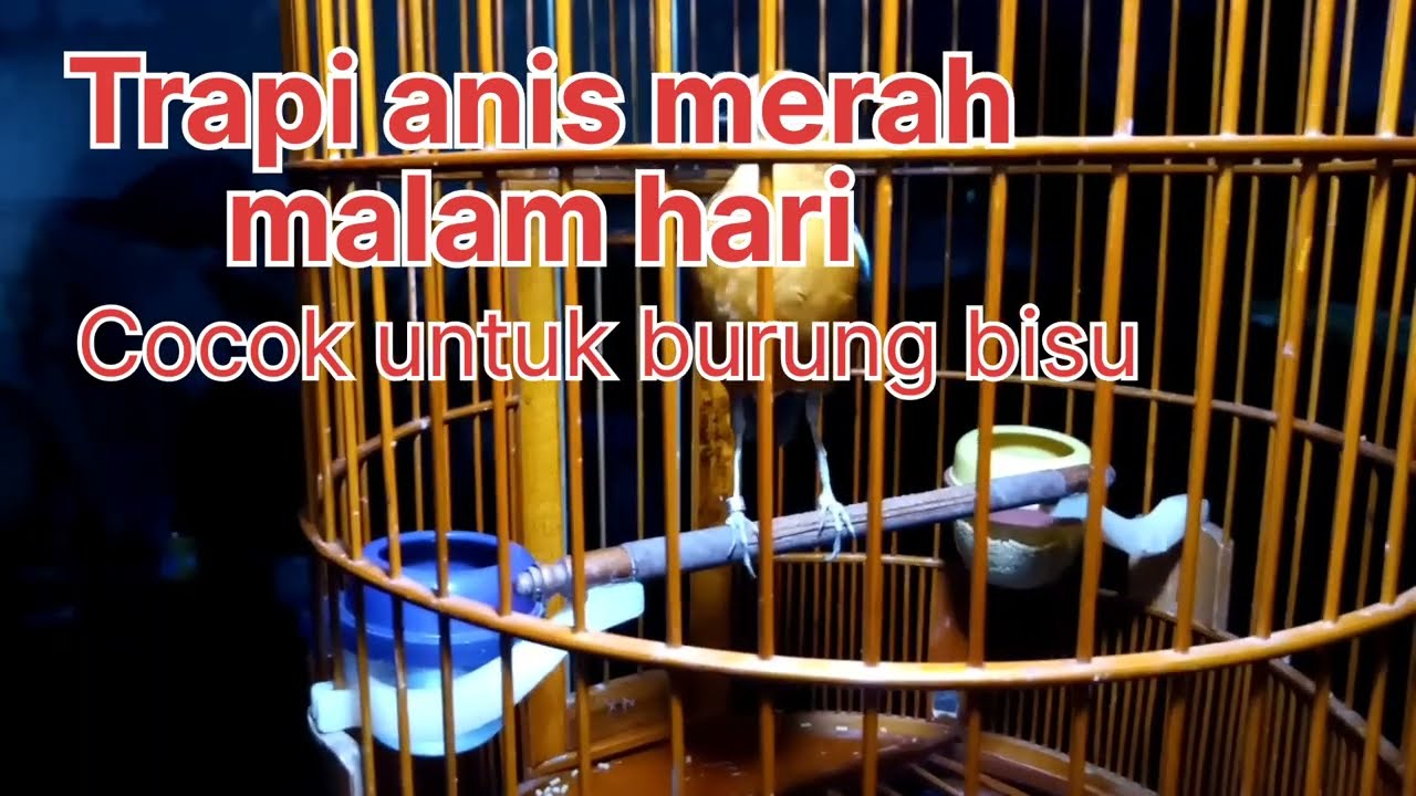 anis merah gacor,, cocok buat terapi anis merah bisu