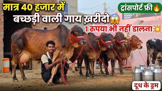मात्र 40 हजार में बच्छ्ड़ी वाली गाय ख़रीदो😱 ट्रांसपोर्ट फ़्री🔥 1 रुपया भी नहीं डालना💥 दूध के ड्रम Offer