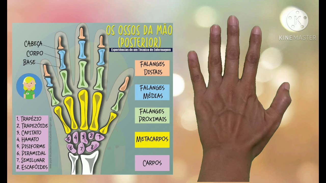 OSSOS DA MÃO, image size:1280x720