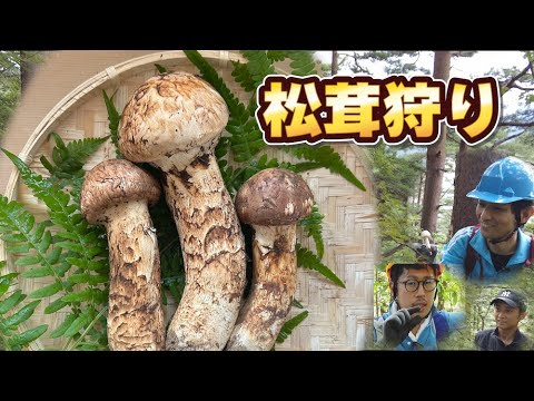 仕入先ロケ】松茸狩りに挑戦！9月上旬、初松茸なるか