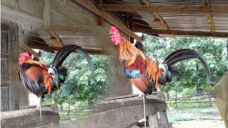 Qaib dib noob qaib qus dib tuaj zoo heev .02059189881.14/9/2021