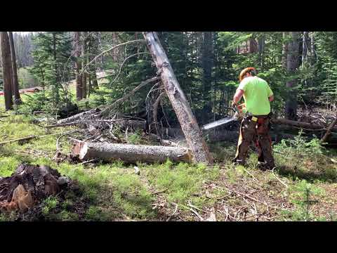 Removing a hung up tree