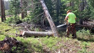 Removing a hung up tree