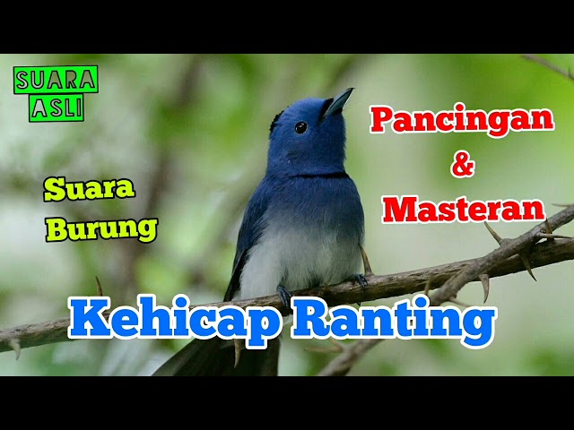 SUARA BURUNG KEHICAP RANTING SUARA ASLI UNTUK PANCINGAN DAN MASTERAN class=