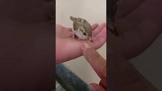 Baby Sparrow's First Day Out From Nest #shortsvideo