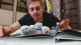 Учитель котов! Учитель котов!