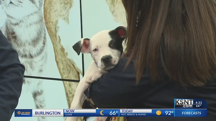 ADOPT A PET: T. Russel Reitz Animal Shelter introd...