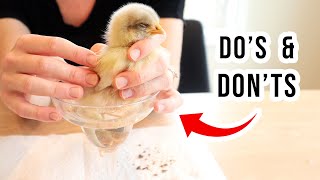 Chick With Pasty Butt?  Watch This FIRST: Sick Chicken Remedy + Dangerous Mistakes To Avoid