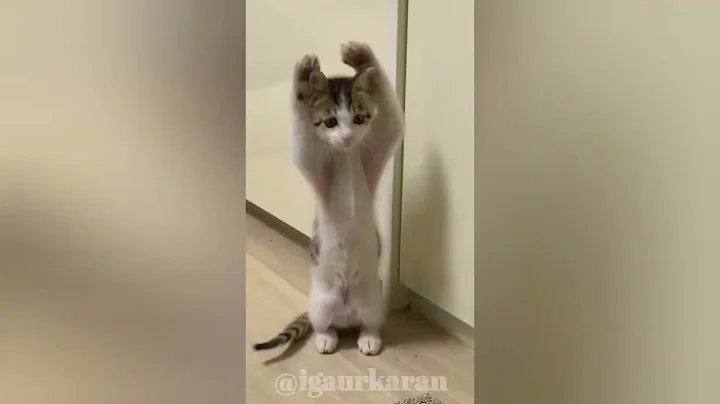 Watch the video about White cute cats #igaurkaran #animals #4kviral #cute #kitten #pets #animalvideos #kittycat