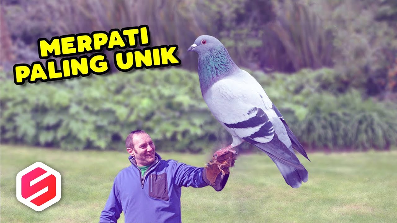 PECINTA BURUNG MASUK..!! Ini 7 Burung Merpati Paling Unik, Ada Merpati