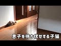 息子を待ち伏せする子猫