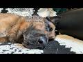 點擊進入聆聽老牛哀嚎Click to enter and listen to the howling of the old cow#doglife #safety #dog