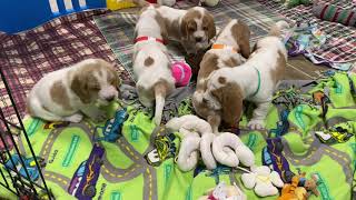 Working their ￼rowdy skills by BassetBottomBassets European Basset Hound Puppies 425 views 2 years ago 3 minutes, 29 seconds
