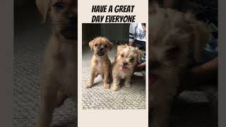 Have a Great Day Everyone!! Subscribe and Like for more videos!! #light #love #pawpals #Chorkies