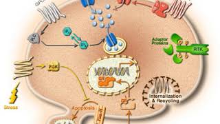 Lamella (cell biology) | Wikipedia audio article