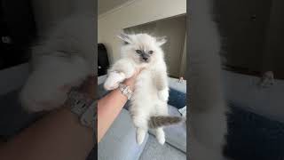 Bluey, a floppy kitten from Honey &amp; Prufrock. April 2026