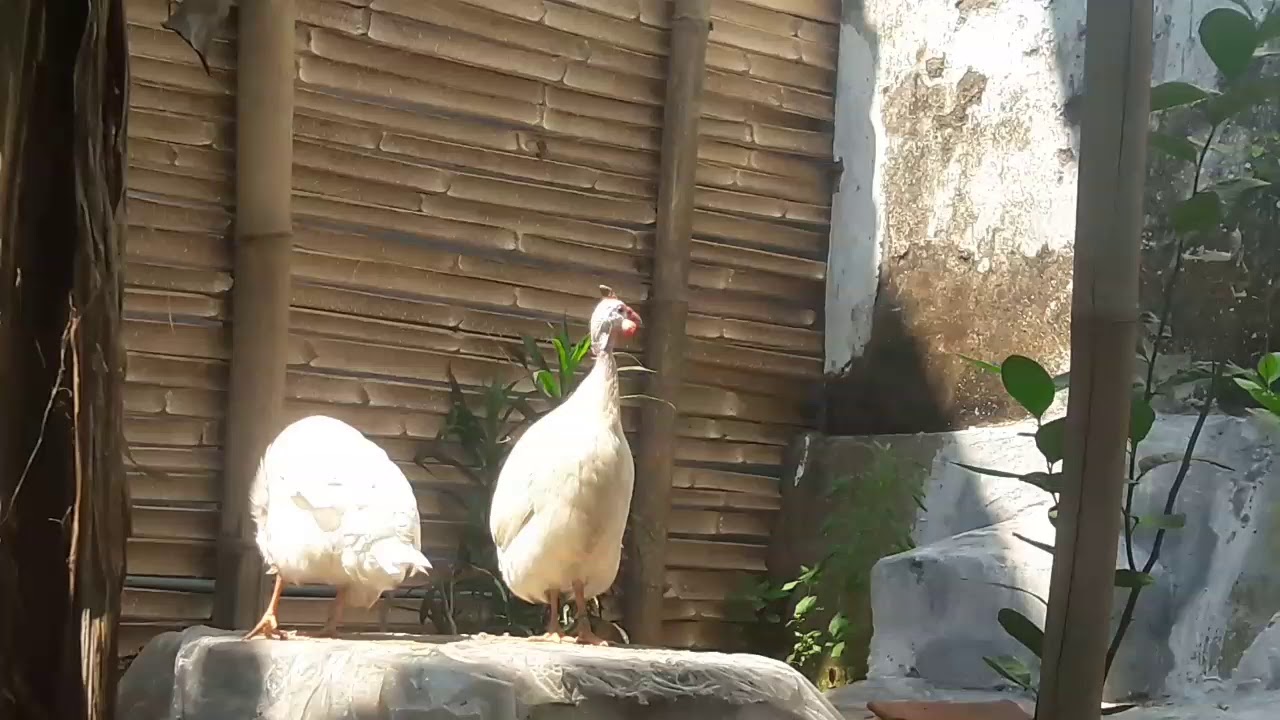 Ayam mutiara putih 