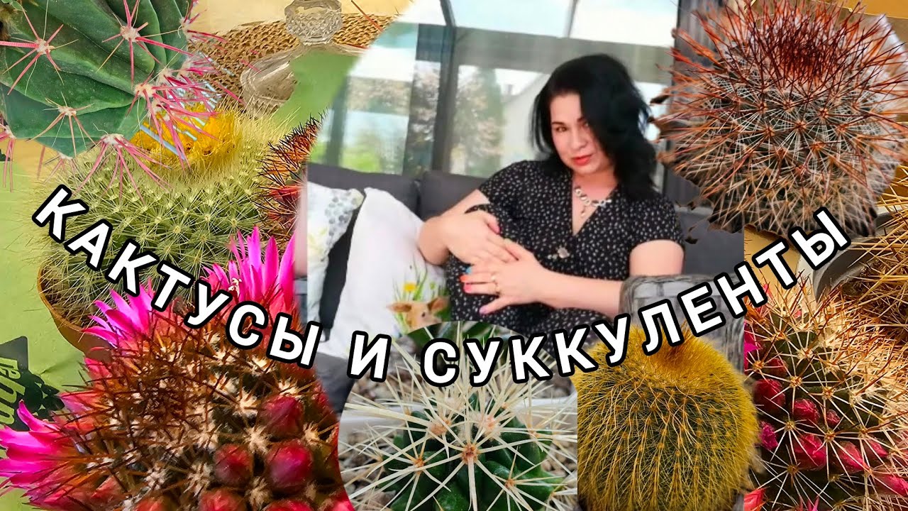 КОМНАТНЫЕ РАСТЕНИЯ. МОИ КАКТУСЫ И СУККУЛЕНТЫ 2024#обзор #nature #влог #цветы #растения #