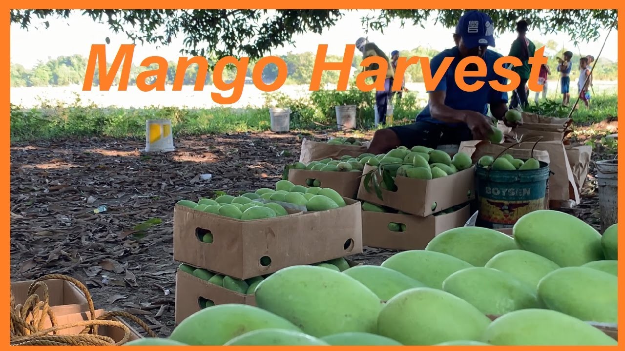 Carabao Mango Farm Harvesting Philippines