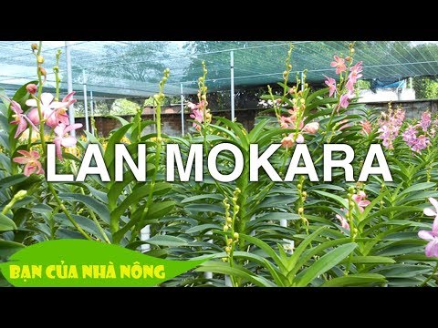 Kinh nghiệm quý báu trong việc xây dựng Mô hình trồng Hoa Lan MOKARA cắt cành | Foci