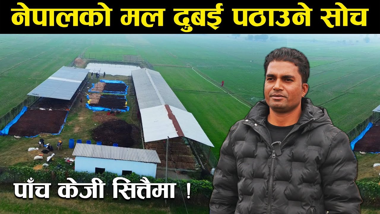 पाँच केजी गँड्यौला सित्तैमा दिने,मल दुबई पठाउने - Earthworm farming