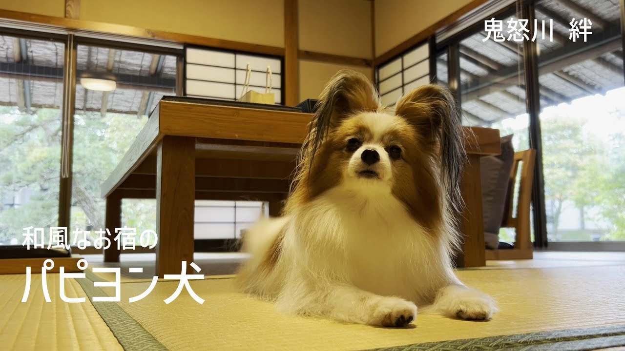 ピーマン様専用 パピヨン ピーマン様専用 パピヨン