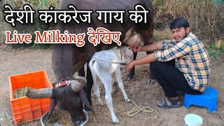 देशी कांकरेज गाय की Live Milking देखिए👌🏻kankrej cow | gay palan | kankrej cow live milking 