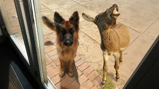 When your dog brings home a friend Funny Dog Video