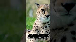 Discover the World's Fastest Land Animal - The Cheetah