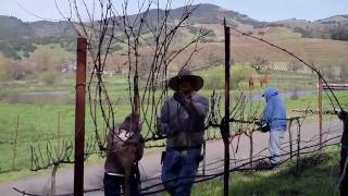 Cellar Rat TV - Episode 6 - Pruning The Vineyard