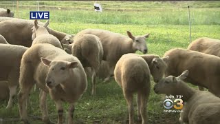 Philadelphia Festival Of The Arts Kicks Off Saturday With Doggie Hamlet