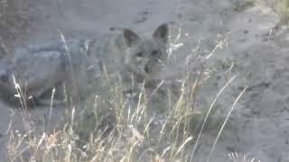 Golden Jackal Vs Cape Hare