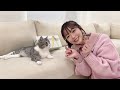 峯岸さんが遊びに来たらオス猫が大喜びでとんでもないことになりましたwww