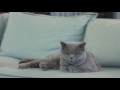 Royal Canin Feline Breed Nutrition : British Shorthair