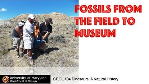Lecture 7 How Old Is That Fossil (concl.); Fossils from the Field to Museum Part 1