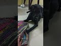 Angry Labrador 😂