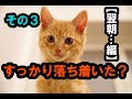 その３　拾った子猫。翌朝はすっかり元気に！　保護猫日記＃３【翌朝編】