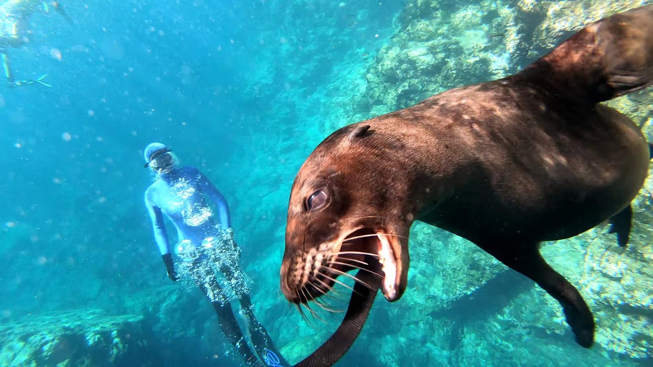La Paz 2018 - Animal interaction freediving #1